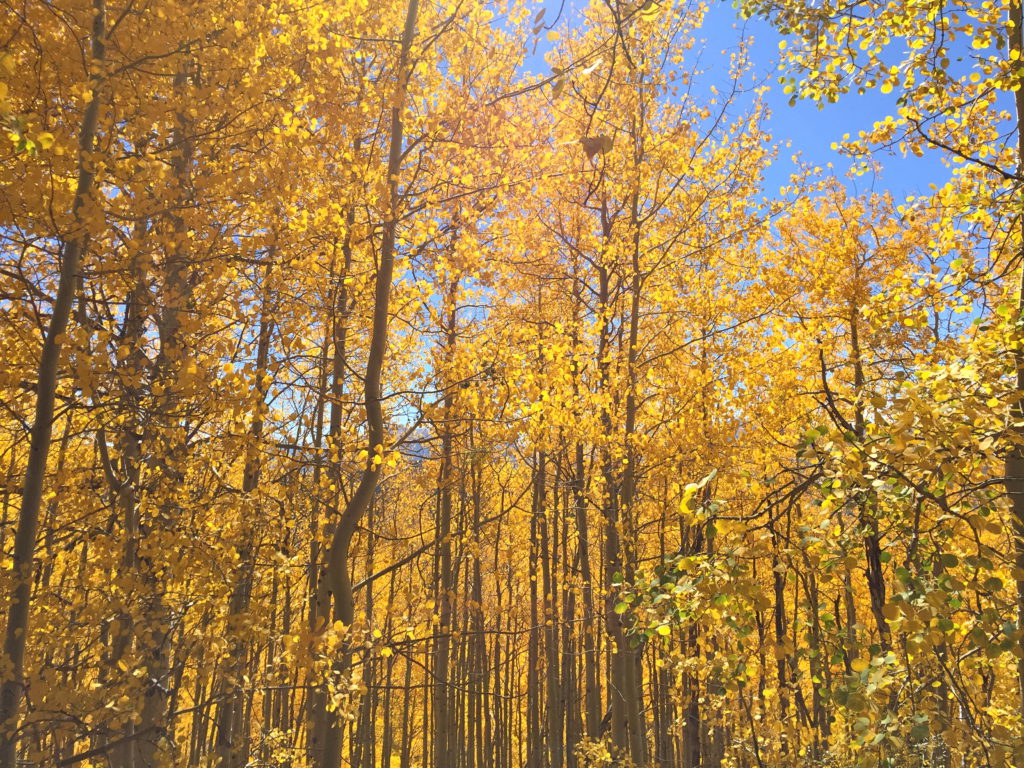 fall in vail fall colors september