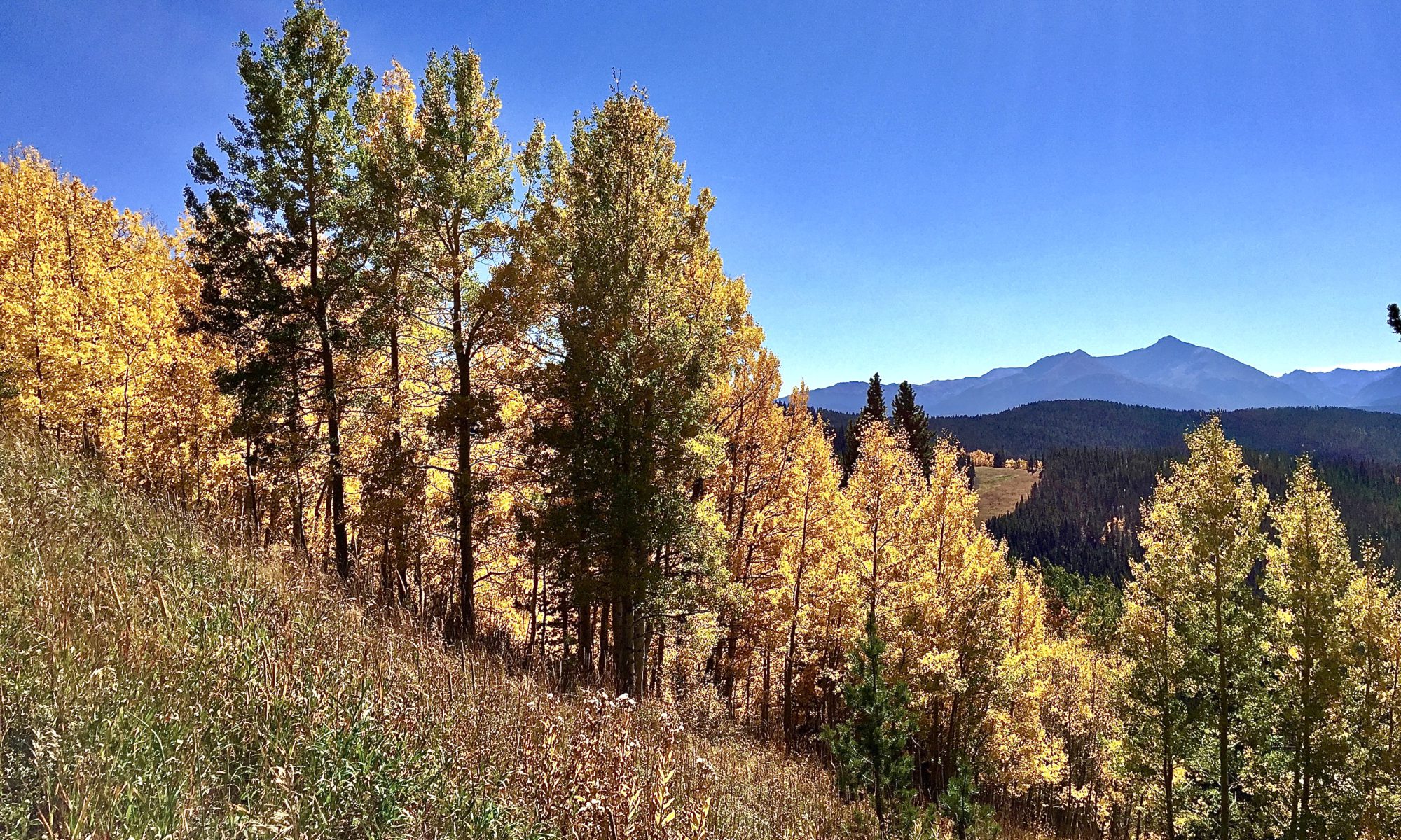 fall coloras in vail colorado september